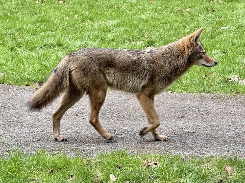 Coyote