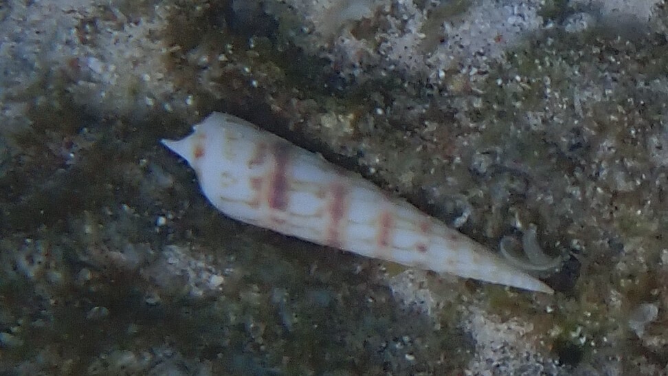 Oxymeris chlorata