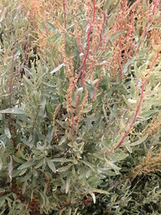 Atriplex paludosa