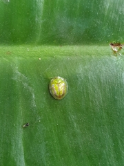 Cassida circumdata