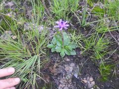 Pseudopegolettia thodei