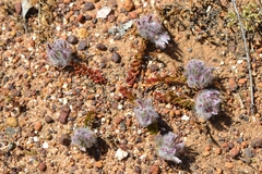 Ptilotus declinatus