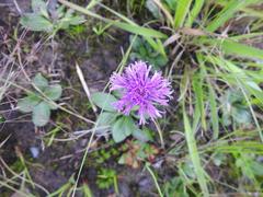 Pseudopegolettia thodei