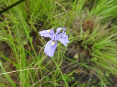 Moraea natalensis