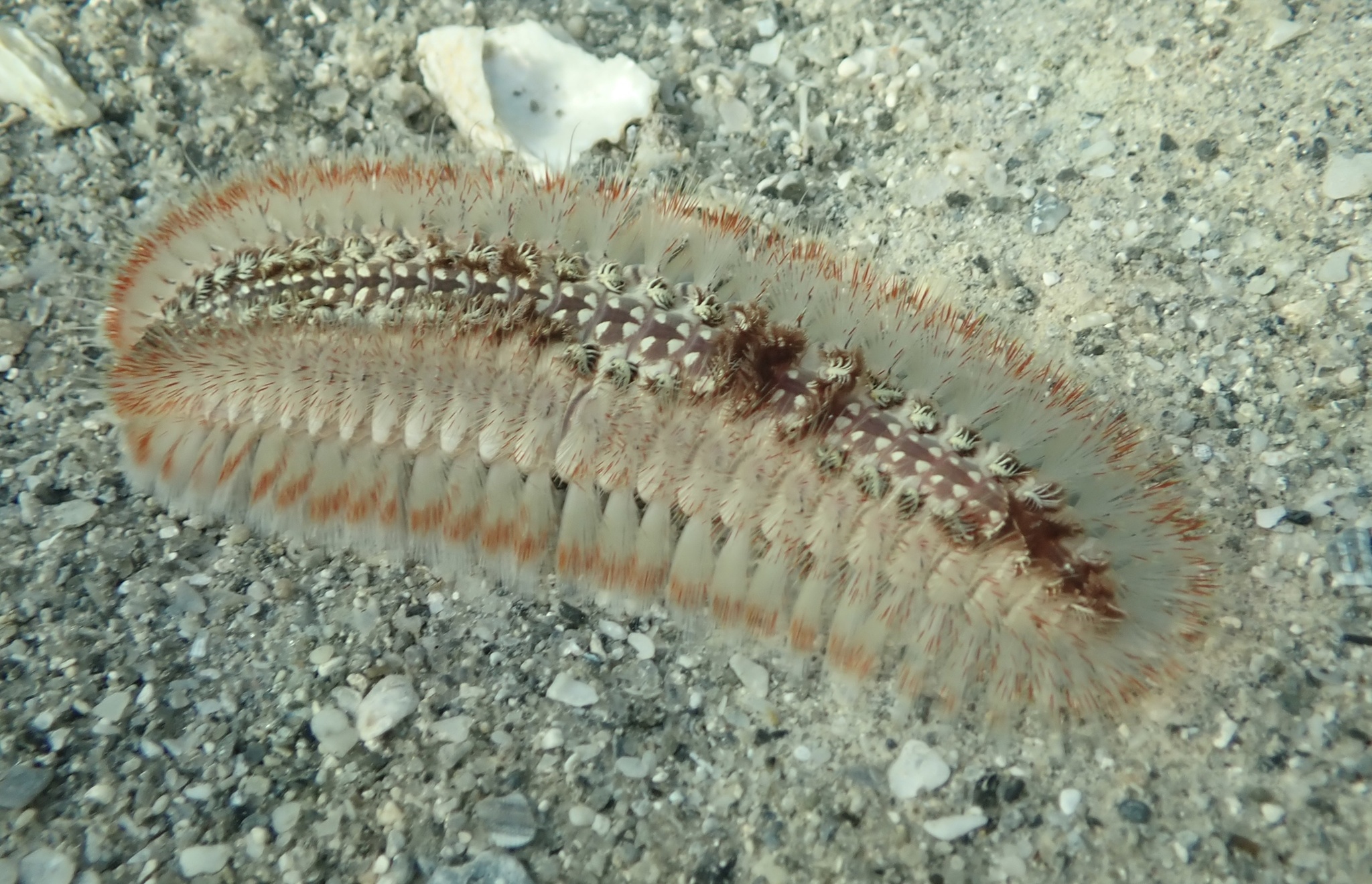 Chloeia euglochis Ehlers, 1887