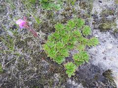 Craterostigma wilmsii