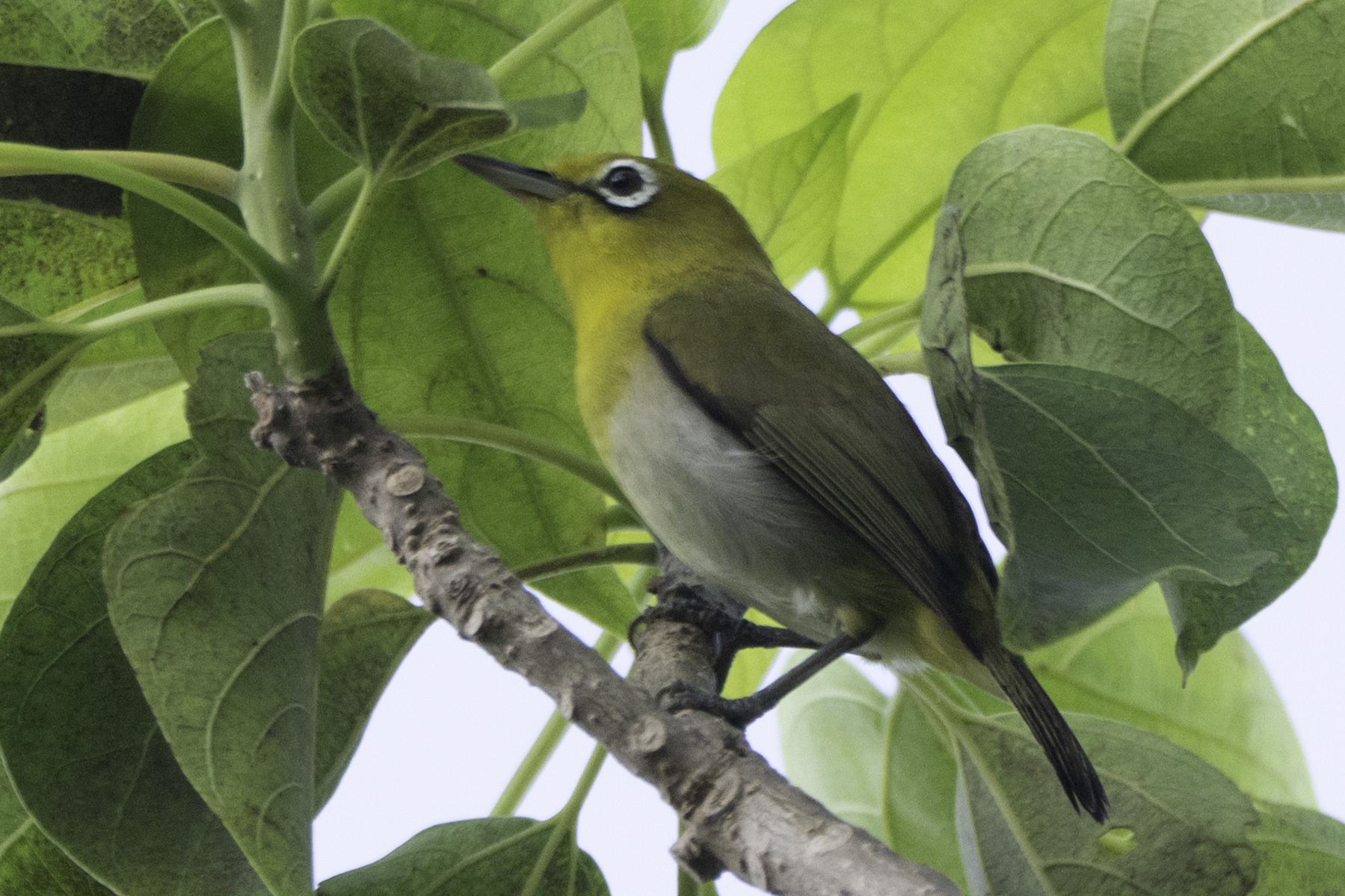 Fiji White-eye (Zosterops explorator), photo 2