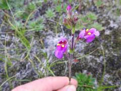 Craterostigma wilmsii