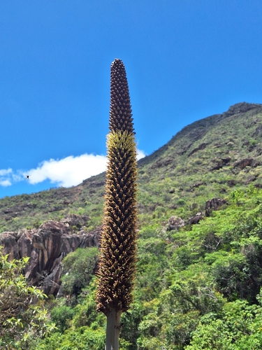 Encholirium spectabile