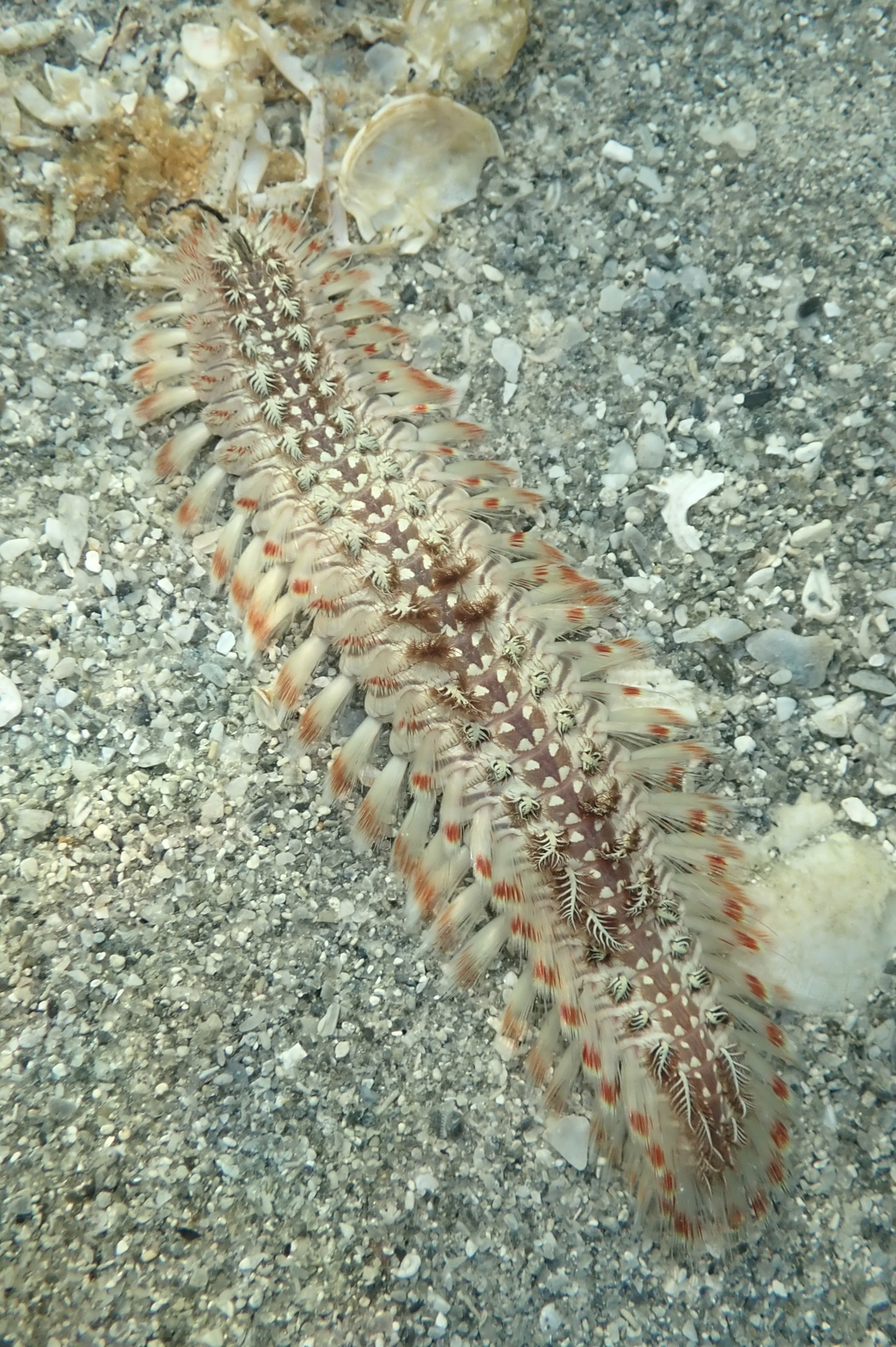 Chloeia euglochis Ehlers, 1887