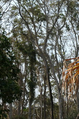 Phascolarctos cinereus cinereus