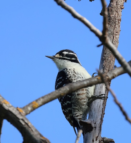 Nuttall's Woodpecker (Dryobates nuttallii), photo 8