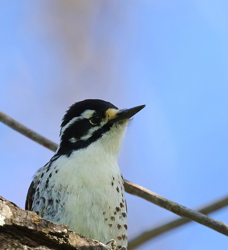 Nuttall's Woodpecker (Dryobates nuttallii), photo 7