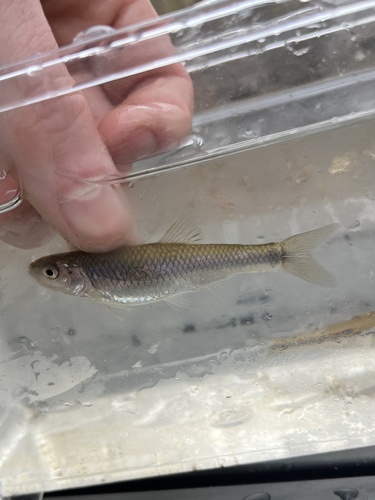 Whitefin shiner (Cyprinella nivea) — Cyprinidae — 5