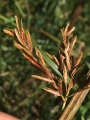 Cyperus fastigiatus