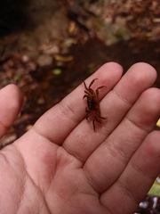 Geosesarma penangense