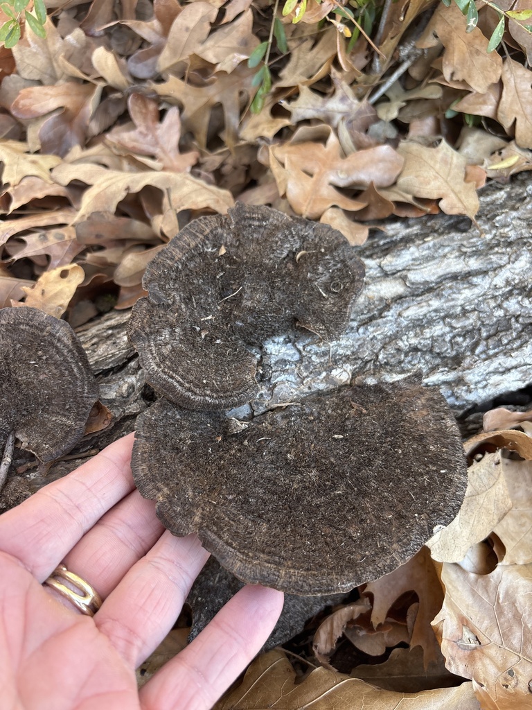 Hexagonia hydnoides · January 2026 · photo: © sambiology (iNaturalist, cc-by)
