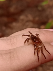 Geosesarma penangense