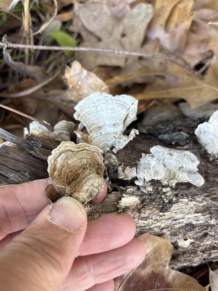 Stereum fasciatum · January 2026 · photo: © sambiology (iNaturalist, cc-by)