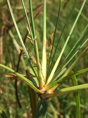 Cyperus fastigiatus