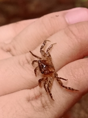 Geosesarma penangense