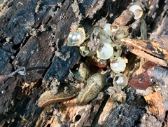 Tandonia budapestensis