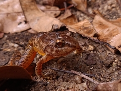 Limnonectes plicatellus