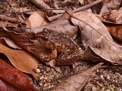 Limnonectes plicatellus