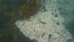 Synodus dermatogenys