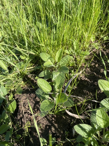 Stachys ajugoides, photograph 5