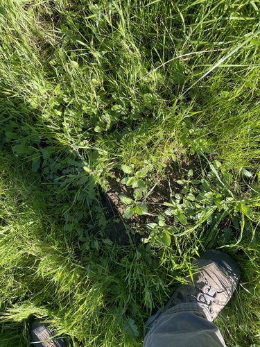 Stachys ajugoides, photograph 6