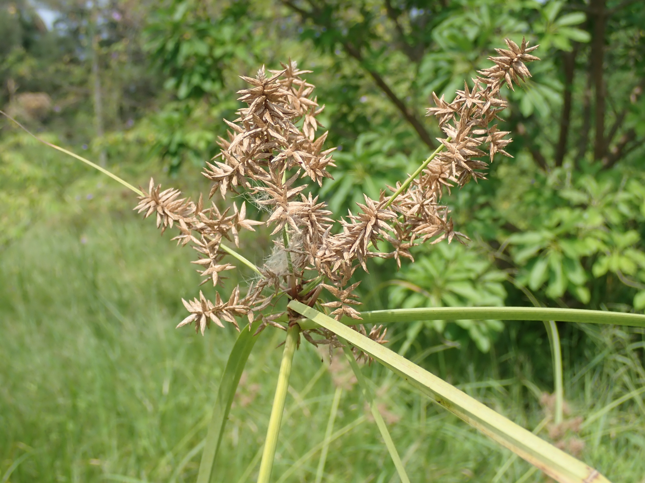 (c) <U+8B1D><U+5FE0><U+826F>, certains droits réservés (CC BY-NC) https://www.inaturalist.org/observations/38213168