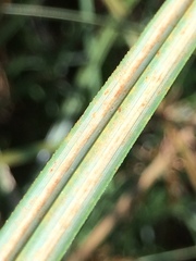 Cyperus fastigiatus
