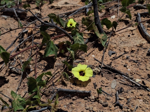 Pavonia cancellata