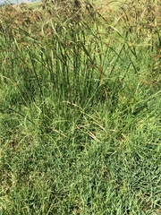 Cyperus fastigiatus