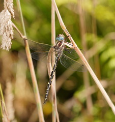 Notoaeschna sagittata
