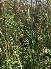 Cyperus fastigiatus