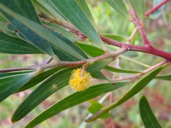 Acacia cyclops