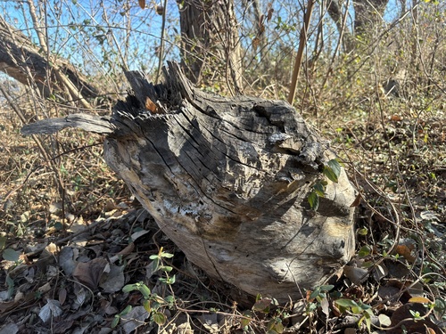 American Beaver photographed in Oklahoma