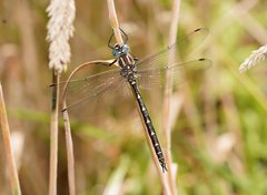 Notoaeschna sagittata