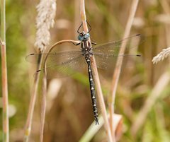 Notoaeschna sagittata