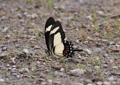 Heraclides torquatus