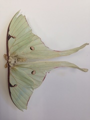 Actias truncatipennis