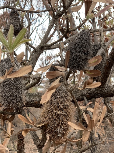 Banksia serrata