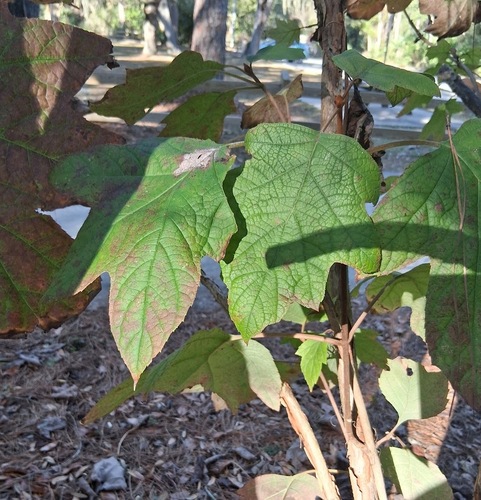 Oak-leaf hydrangea