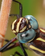 Notoaeschna sagittata