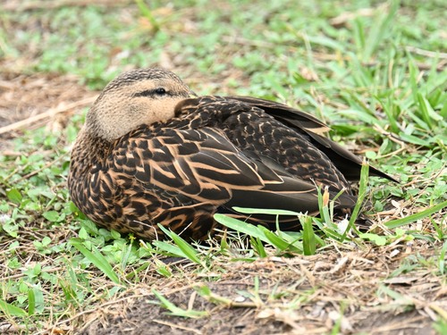 Mottled Duck (Anas fulvigula), photo 4