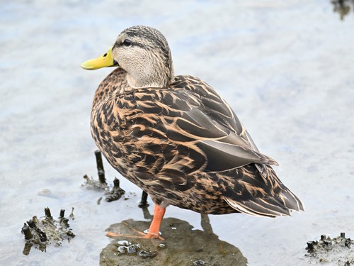 Mottled Duck (Anas fulvigula), photo 6