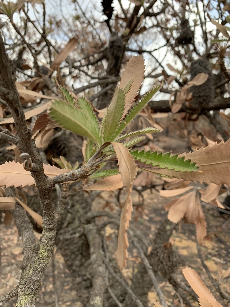 Banksia serrata, Bargo State Conservation Area, Balmoral, NSW, AU