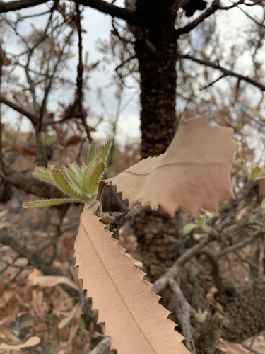 Banksia serrata